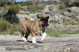 AKITA AMERICAIN 069
